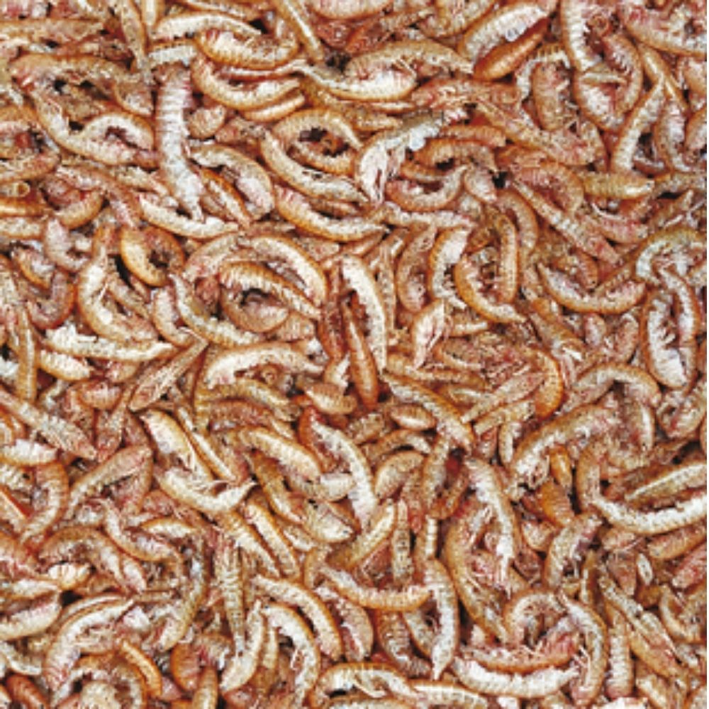 Tropical Gammarus - Image 2