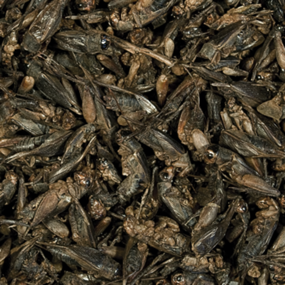 Tropical Crickets - Image 2