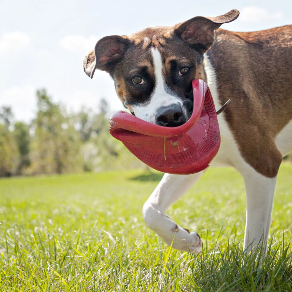 Hunter Kong Frisbee Flyer - Image 3