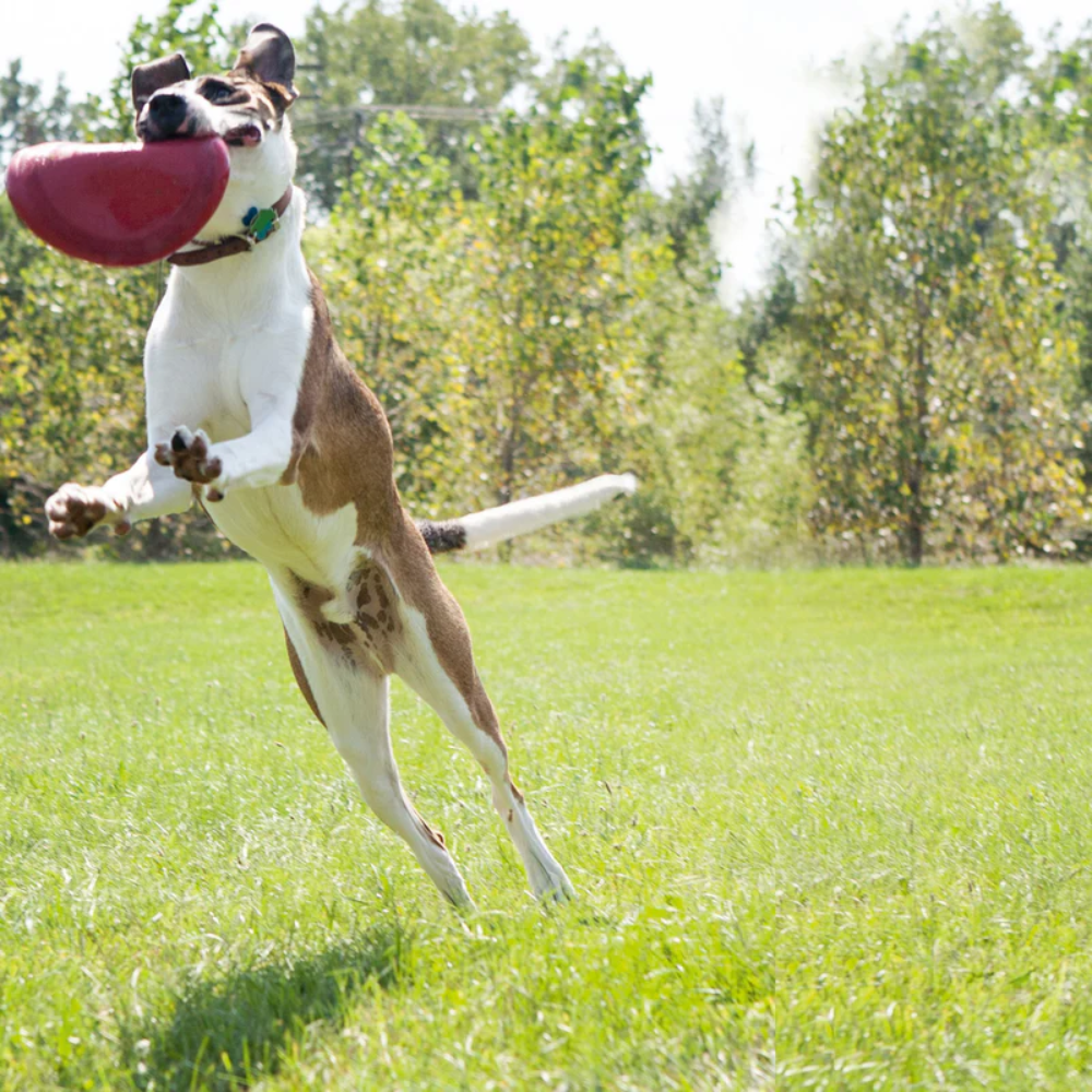 Hunter Kong Frisbee Flyer - Image 4
