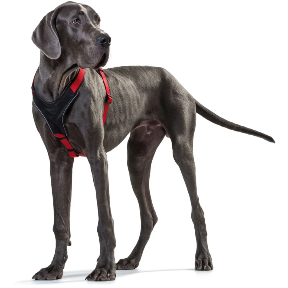 Hunter Peitoral Neopren Vermelho/Preto - Image 6