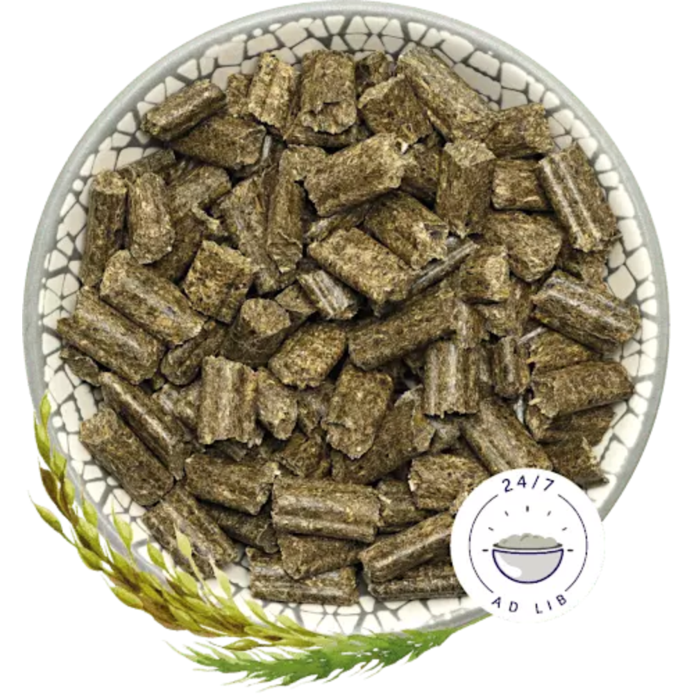 Bunny Sonho Para Coelho Jovem - Image 2