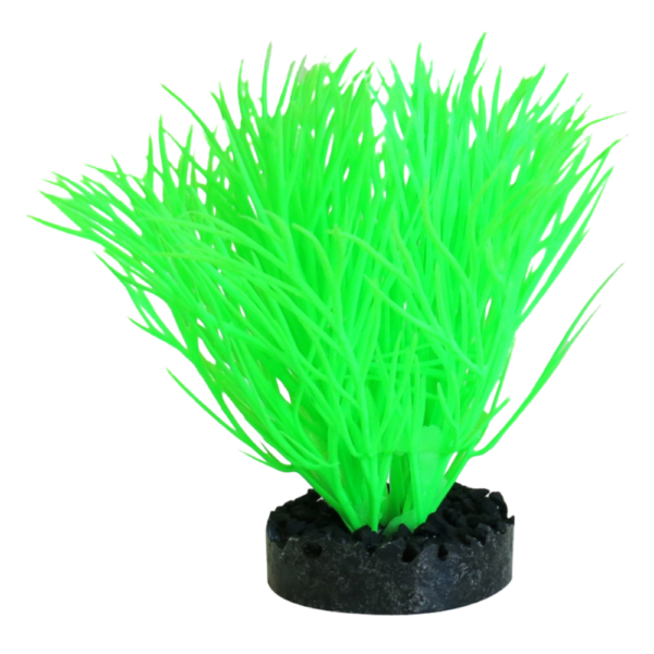 Sydeco Planta Sunny Plant 11 CM