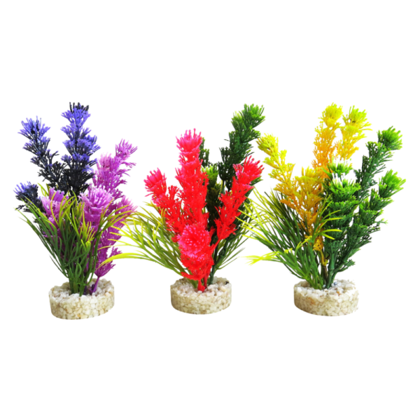 Sydeco Planta Magic Fiesta Colours 13 CM