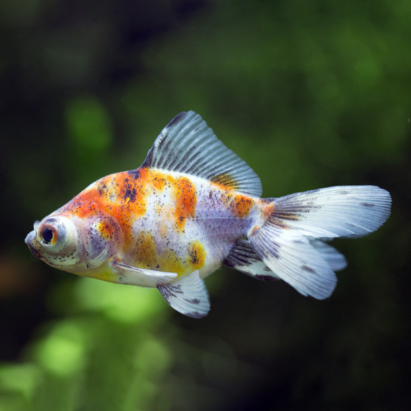 Oranda Calico