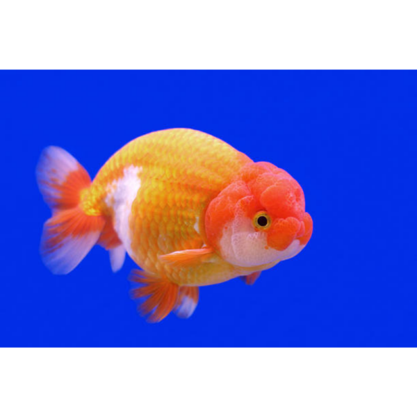 Ranchu