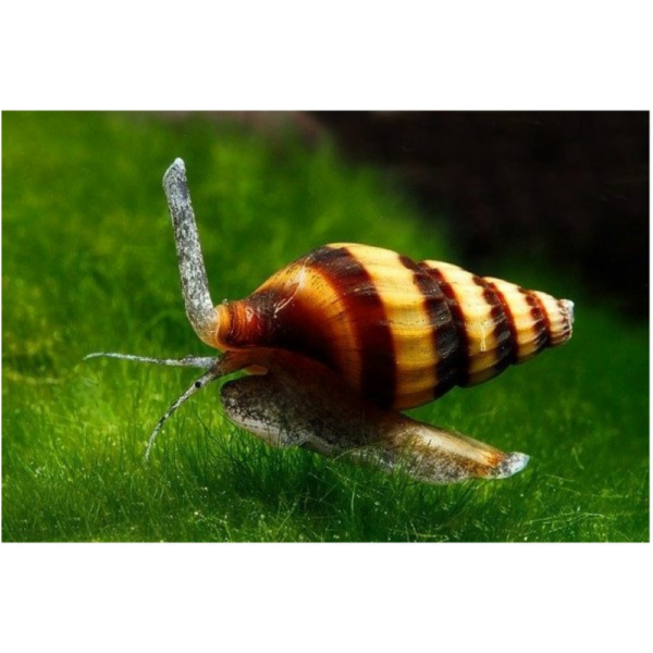 Caracol Clen Helena 1,5/2 Cm