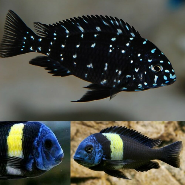 Tropheus Duboisi