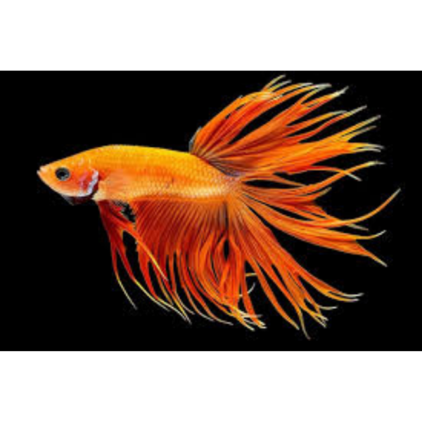 Betta Crowntail L