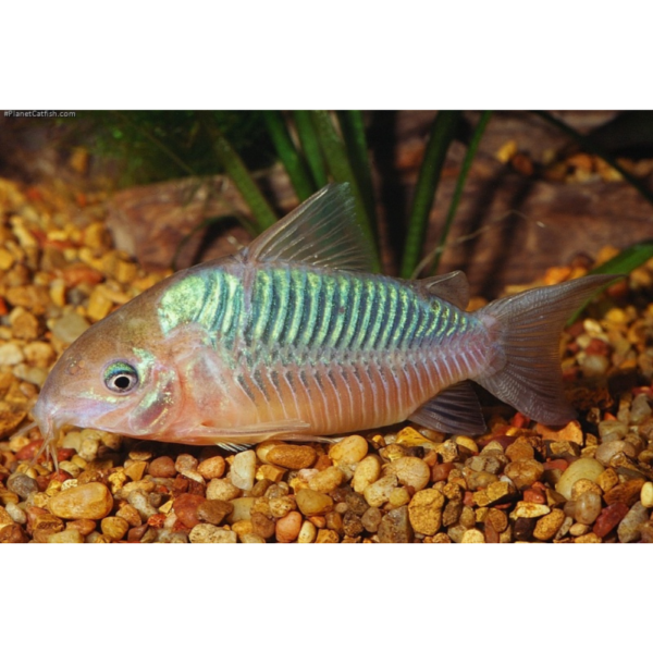 Brochis Splendens (Cory Verde) M