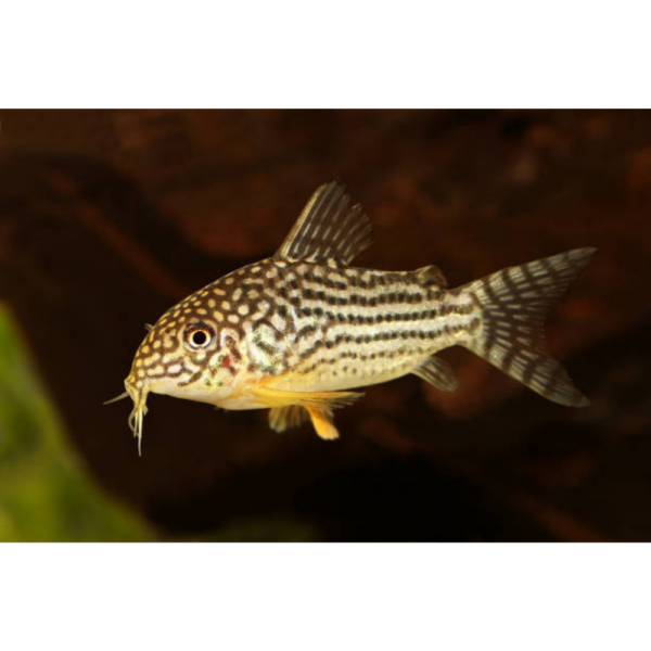 Corydora Sterbai M