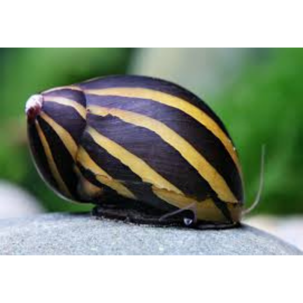 Caracol - Neritina Zebra M