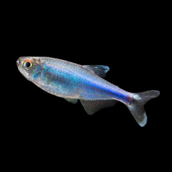 Tetra Azul