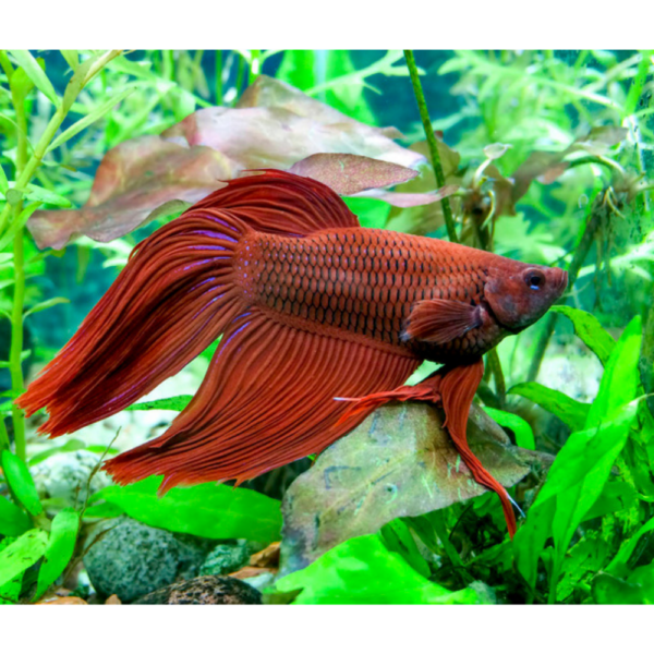 Betta Macho XL