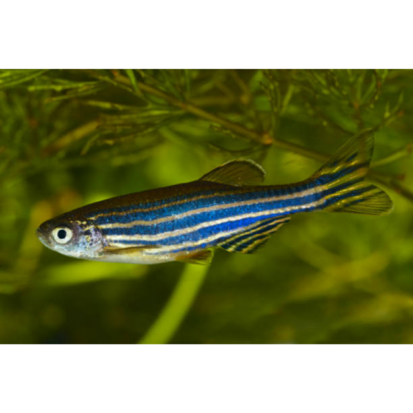 Danio Zebra M