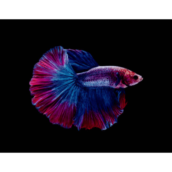 Betta Macho Half-Moon