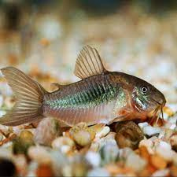 Corydoras Bronze M