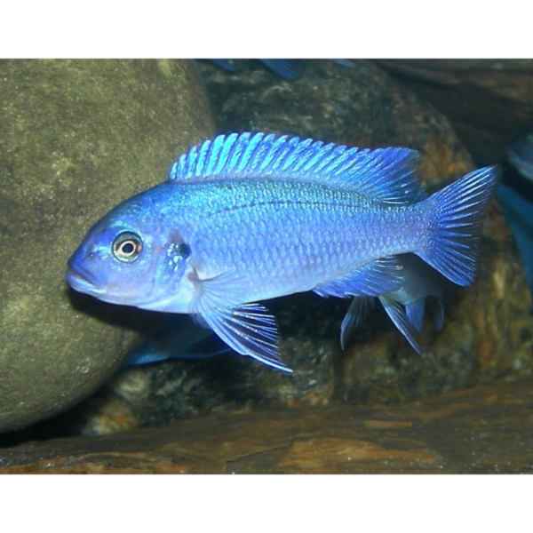 Pseudotropheus Blue Zebra