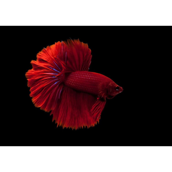 Betta Macho Super Delta Sortido