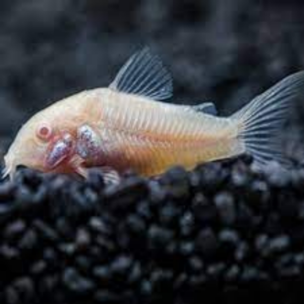 Corydoras Albina M