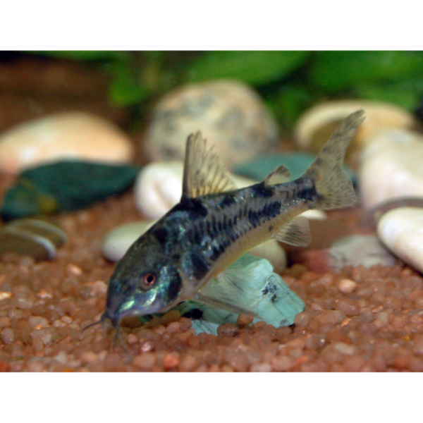 Corydora Paleatus M