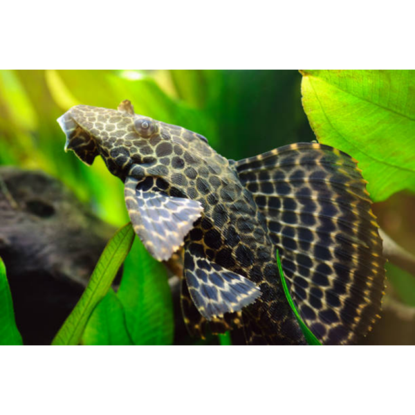 Plecostomus Leopardo M