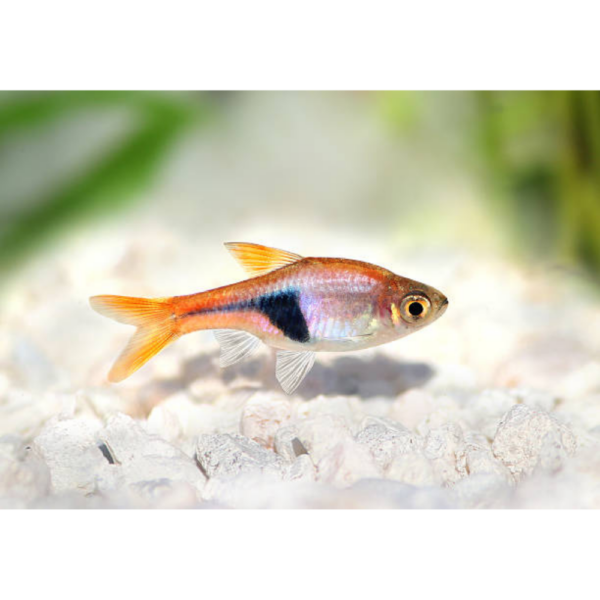 Rasbora Harlequim M/Rasbora Hengeli M