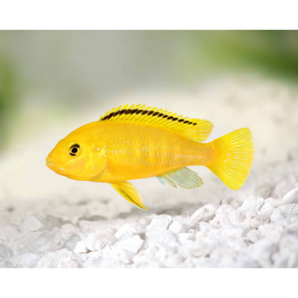 Labidochromis Caeruleus M