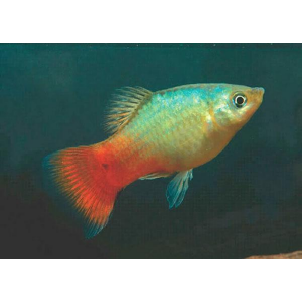 Platy Coral Azul