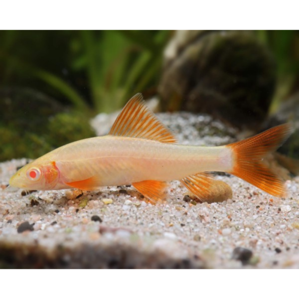 Labeo Frenatus Albino