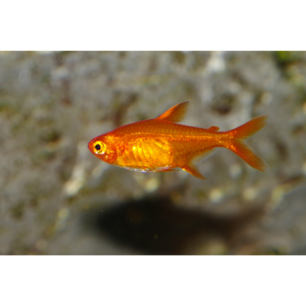 Tetra Amandae L