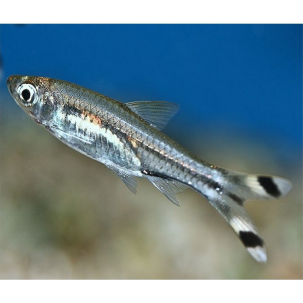 Rasbora Tesoura