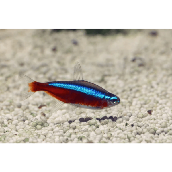 Tetra Cardinal L