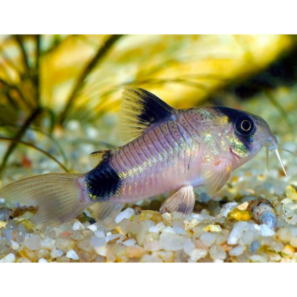 Corydoras Panda