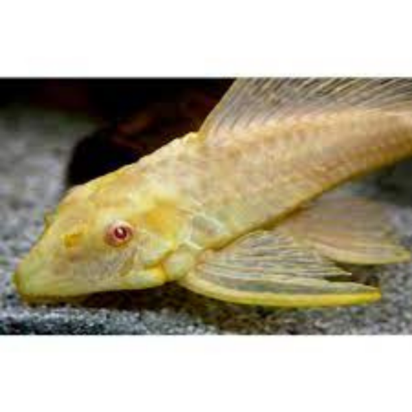 Plecostomus Dourado Ml