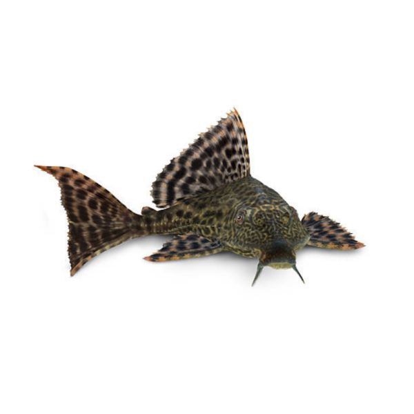 Plecostomus Ml