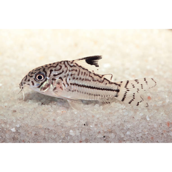 Corydora Julli