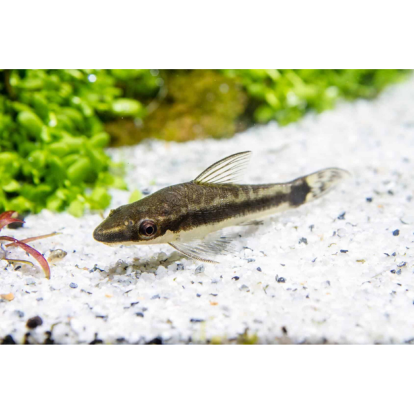 Otocinclus Affinis