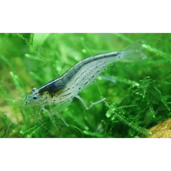 Camarão Caridina Japonica (Yamato) L