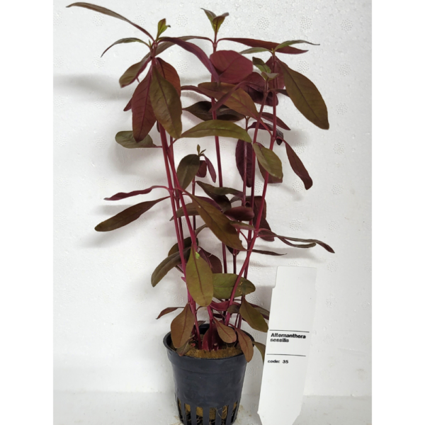 Alternanthera Sessilis