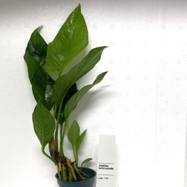 Anubias Heterophylla