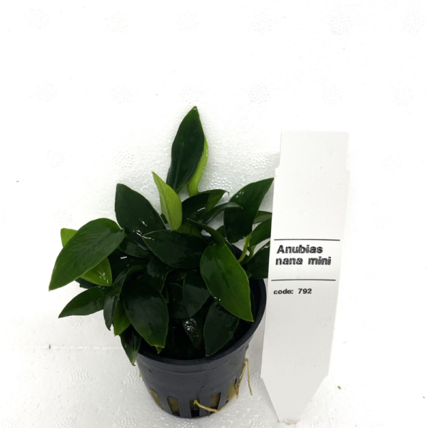 Anubias Nana Mini