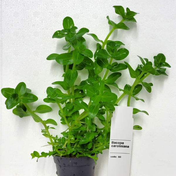 Bacopa Caroliniana