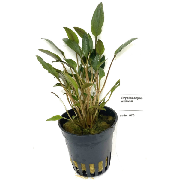 Cryptocoryne Walkerii