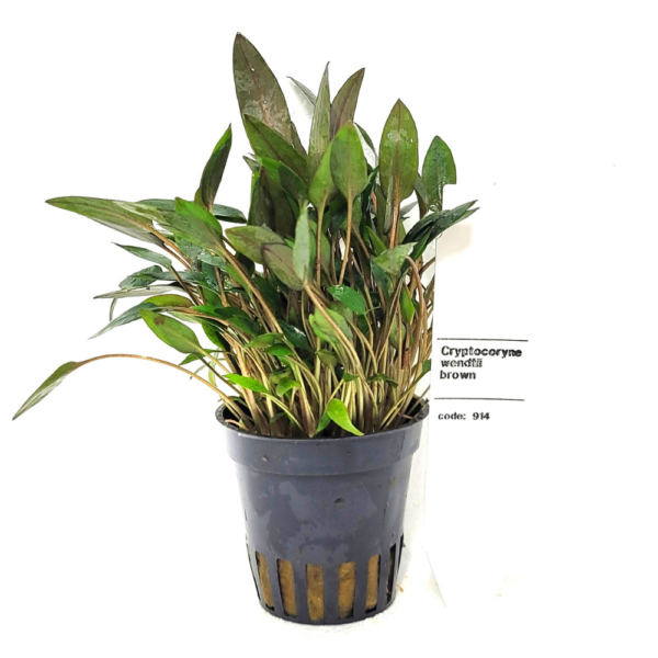 Cryptocoryne Wendtii Brown