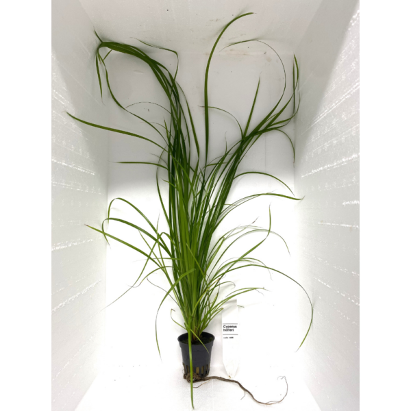 Cyperus Helferi