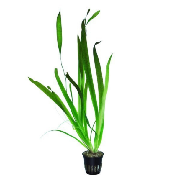 Vallisneria Spiralis