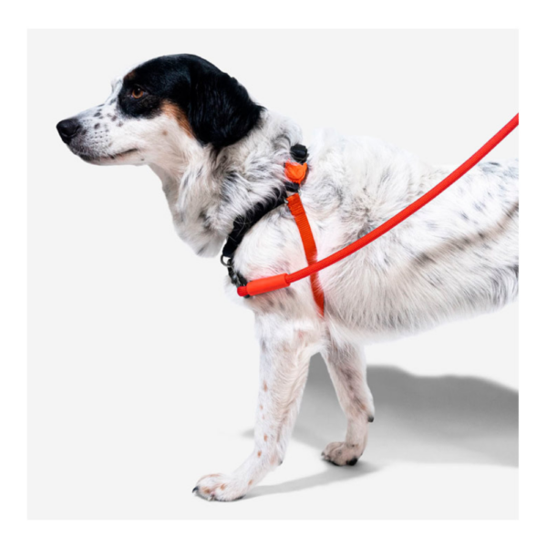 Zee.Dog Peitoral Soft-walk Fatboy - Image 3