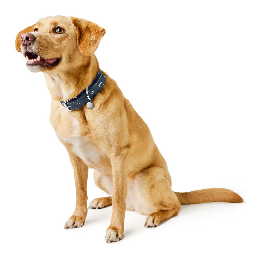 Hunter Coleira Malibu Azul Escuro - Image 2