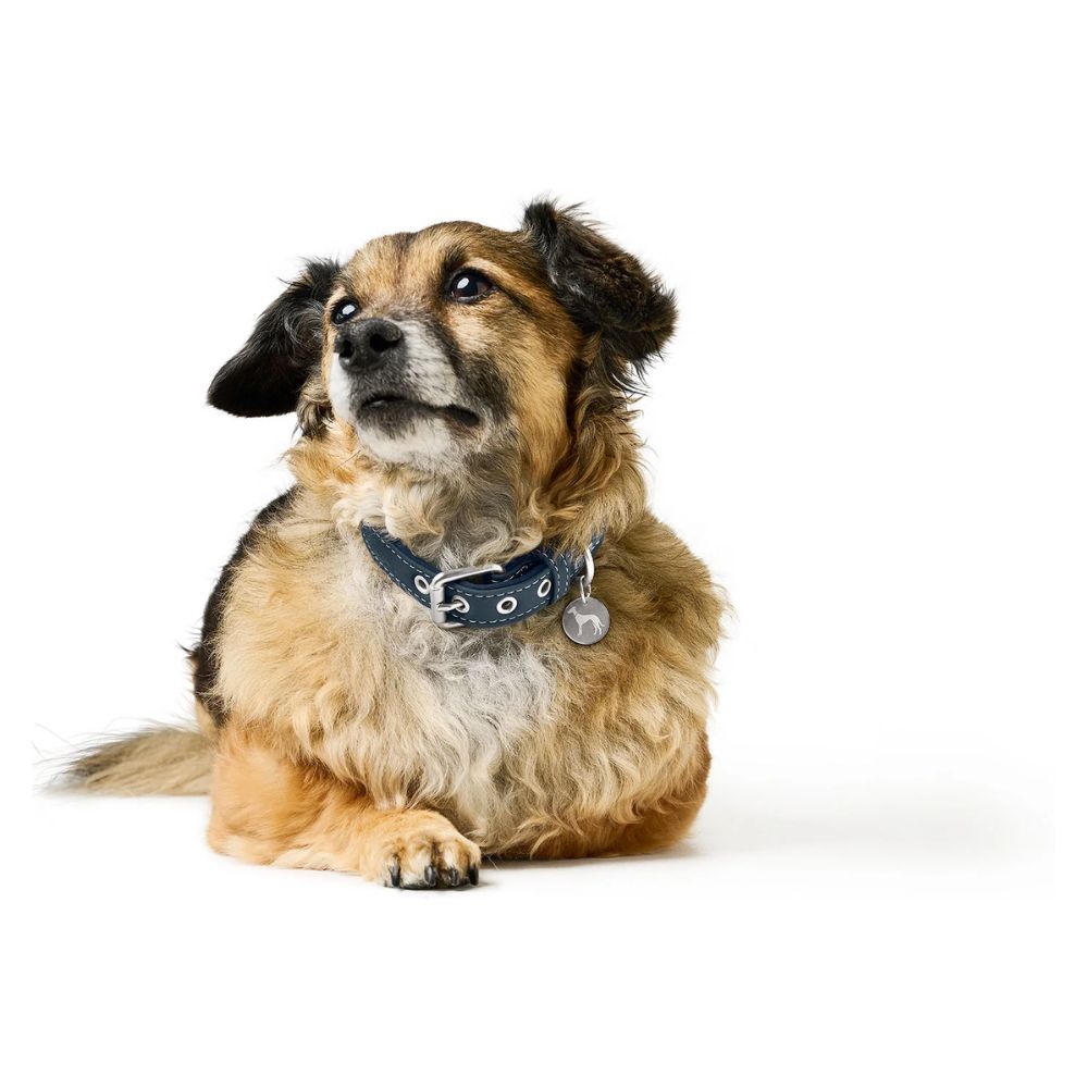 Hunter Coleira Malibu Azul Escuro - Image 5